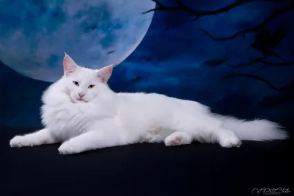 Lolita Snöhvita, Chat des Forêts Norvégiennes
